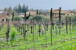 Napa-Wine-Tours