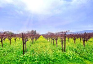 Top Ten Wine Tasting Tips - Vegetation