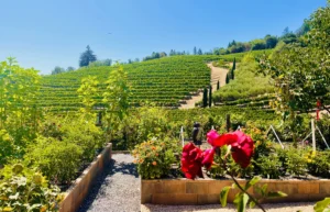 Healdsburg Wine Tours