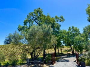 Healdsburg Wine Tours