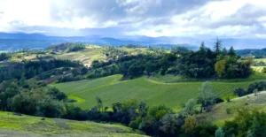 Healdsburg Wine Tours