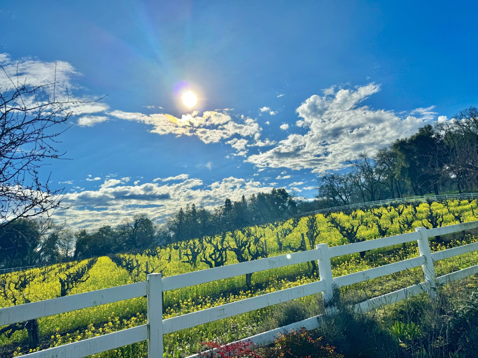 When Is The Best Time Of Year To Visit Sonoma County Wine Country ...