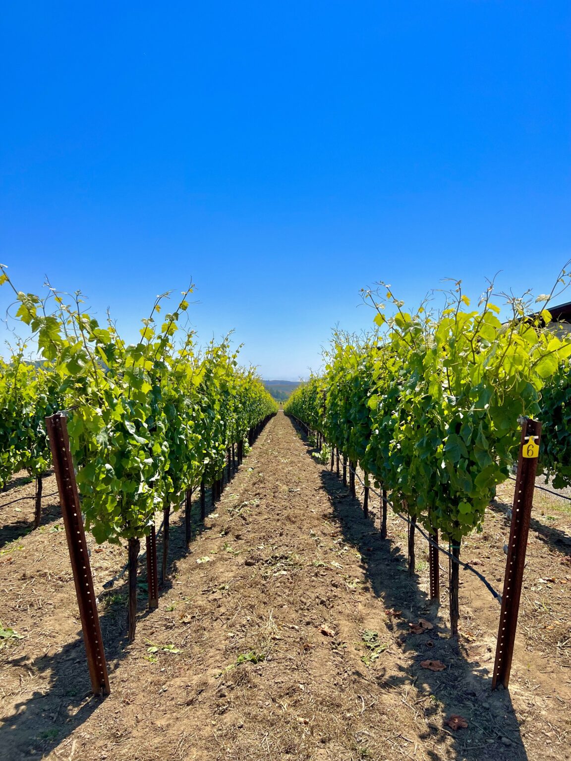 The Perfect Romantic Getaway on the Sonoma Coast Windsor Wine Tours