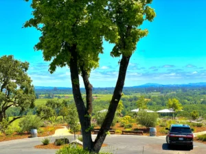 Healdsburg Wine Tours