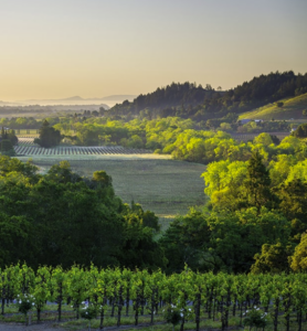 Healdsburg-Wine-Tours