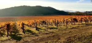 Napa Wine Tours