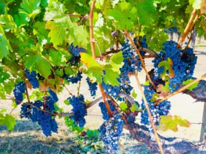 Napa Valley Wine Tours