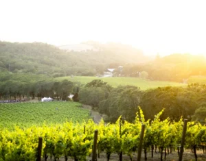 Healdsburg Wine Tours