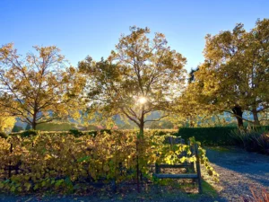 Napa Wine Tours