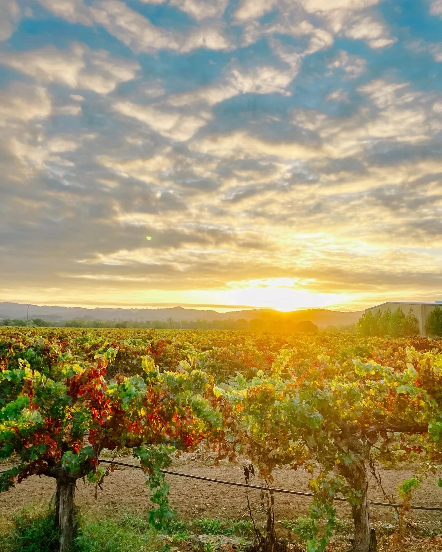 Healdsburg Wine Tours