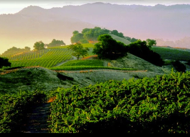 Healdsburg Wine Tours