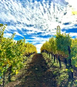 Sonoma Wine Tours