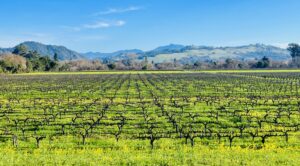 Healdsburg Wine Tours