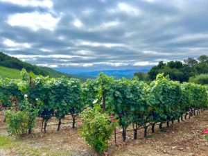 Sonoma Wine Tours