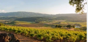 Sonoma Valley Wine Tours