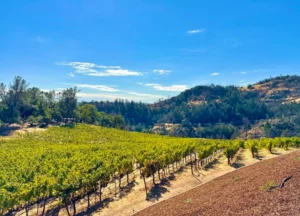 Napa-Wine-Tours